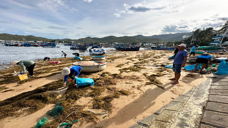 Người dân thôn Vĩnh Hy tham gia thu gom rác thải bị sóng biển đánh dạt vào bờ.