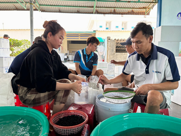 Ninh Thuận là một trong những tỉnh cung ứng số lượng lớn nguồn tôm thẻ chân trắng nuôi thương phẩm trên cả nước.