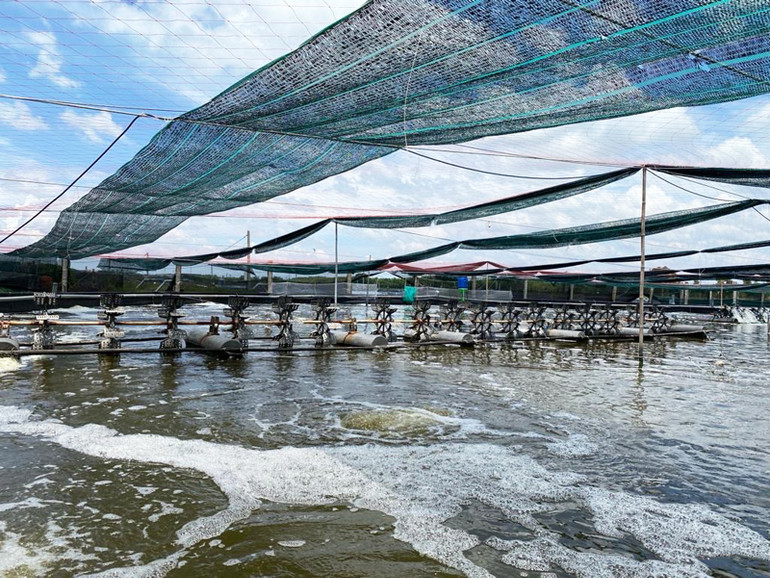 Nông dân tỉnh Ninh Thuận an tâm phát triển nghề nuôi tôm thẻ chân trắng.