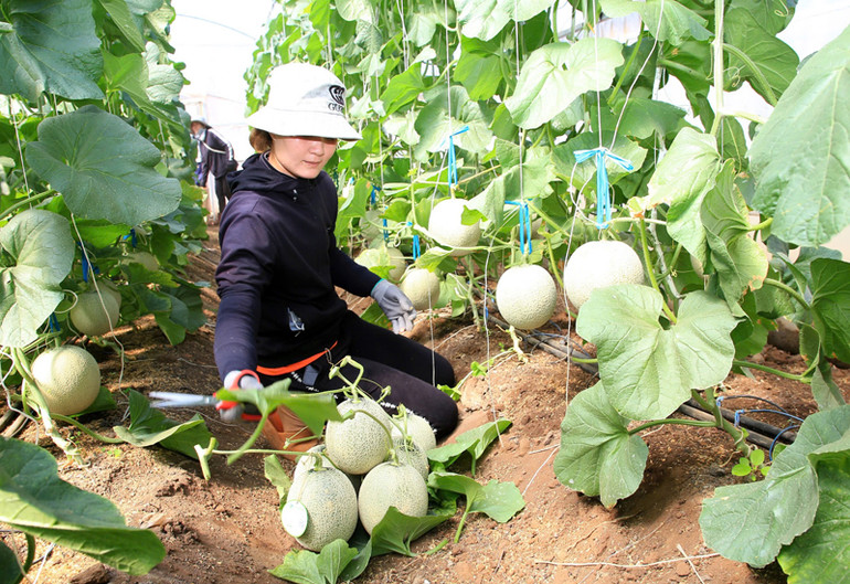 Bằng phương thức sản xuất nông nghiệp tuần hoàn, Trang trại Nắng và Gió ở thôn Phú Thuận, xã Mỹ Sơn, huyện Ninh Sơn (Ninh Thuận) canh tác cây dưa lưới theo tiêu chuẩn GlobalGAP, mỗi năm tiết kiệm chi phí phân bón hơn 1 tỷ đồng, đem lại năng suất và giá trị kinh tế cao. (Ảnh: NGUYỄN TRUNG)