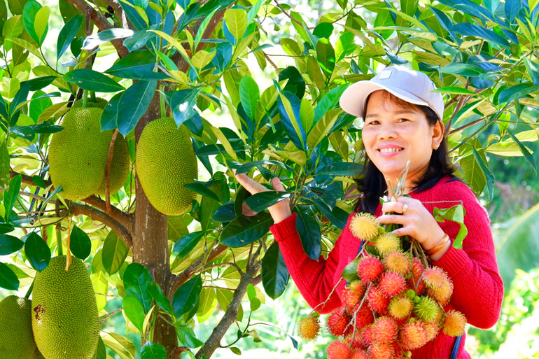 Du khách được tận tay hái, thưởng thức miễn phí những chùm chôm chôm chín đỏ, có hương thơm, vị ngọt thanh khác hẳn nhiều nơi khác. Ảnh: NGUYỄN TRUNG