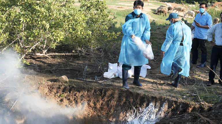 Các xã, thị trấn trên địa bàn huyện Ninh Sơn (Ninh Thuận) tập trung nguồn lực phục vụ công tác chống dịch tả lợn châu Phi. (Ảnh: NGUYỄN TRUNG)