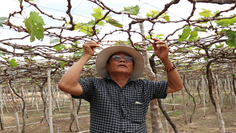 Người dân vùng dự án điện hạt nhân Ninh Thuận hướng về tương lai ảnh 3