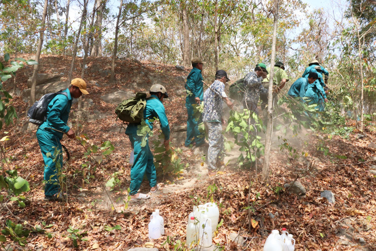 Các lực lượng bảo vệ rừng ở Ninh Thuận triển khai phát quang, tạo các đường băng cản lửa trong rừng để hạn chế thấp nhất thiệt hại nếu xảy ra cháy rừng. Các lực lượng bảo vệ rừng ở Ninh Thuận triển khai phát quang, tạo các đường băng cản lửa trong rừng để hạn chế thấp nhất thiệt hại nếu xảy ra cháy rừng.