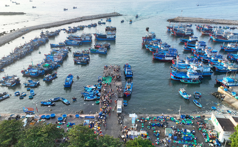 Sau mỗi chuyến ra khơi, đội tàu của ngư dân huyện Ninh Hải cập cảng cá Mỹ Tân, xã Thanh Hải, huyện Ninh Hải, tỉnh Ninh Thuận để đưa hải sản lên chợ bán cho thương lái.