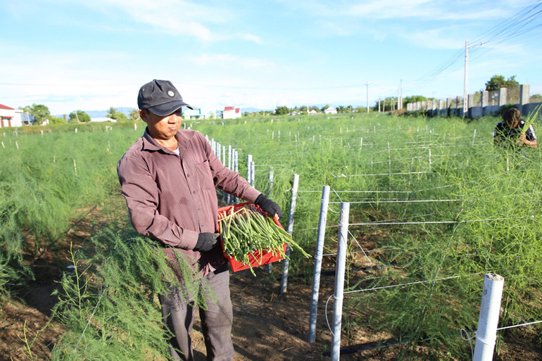 Mô hình trồng cây măng tây xanh không dùng phân bón hóa học của nông dân Phạm Lê Hùng ở thôn Từ Tâm 2, xã Phước Hải, huyện Ninh Phước (Ninh Thuận) đem lại thu nhập hơn 1 triệu đồng/ngày. (Ảnh: NGUYỄN TRUNG)