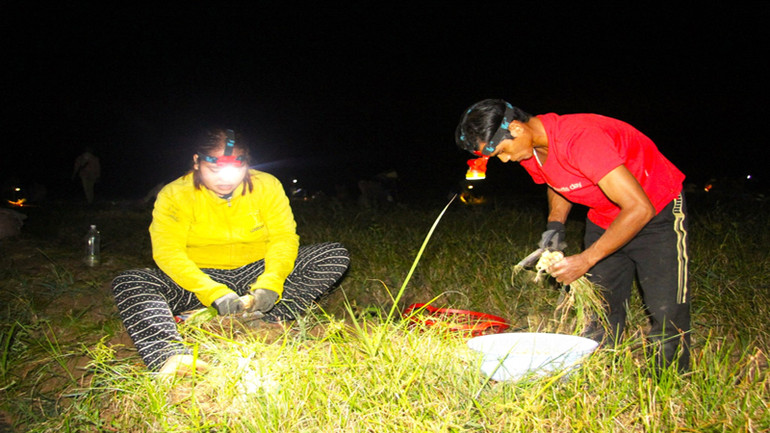 Lúc nhàn rỗi, nhiều lao động có điều kiện tăng thêm thu nhập bằng cách nhổ củ kiệu thuê