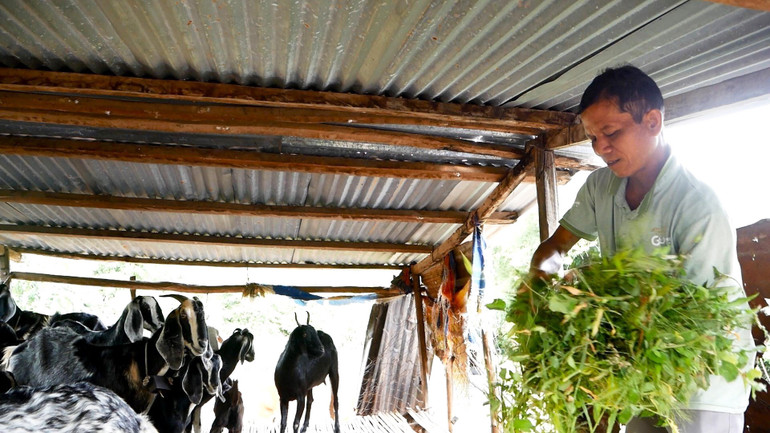 Ông Chamaléa Bé ở thôn Suối Le, xã Phước Kháng đầu tư chăn nuôi gia súc, thu nhập 100 triệu đồng/năm. Ông Chamaléa Bé ở thôn Suối Le, xã Phước Kháng đầu tư chăn nuôi gia súc, thu nhập 100 triệu đồng/năm.