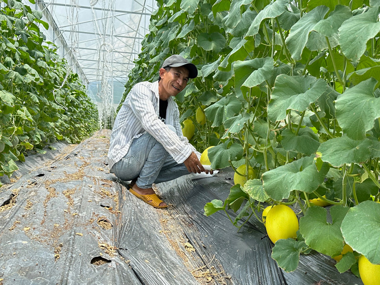 Trồng dưa lưới trong nhà màng theo mô hình sản xuất nông nghiệp ứng dụng công nghệ cao đã và đang đem lại lợi nhuận cao, cho nên nông dân tỉnh Ninh Thuận ngày càng đầu tư nhân rộng để diện tích sản xuất. (Ảnh: NGUYỄN TRUNG) Trồng dưa lưới trong nhà màng theo mô hình sản xuất nông nghiệp ứng dụng công nghệ cao đã và đang đem lại lợi nhuận cao, cho nên nông dân tỉnh Ninh Thuận ngày càng đầu tư nhân rộng để diện tích sản xuất. (Ảnh: NGUYỄN TRUNG)