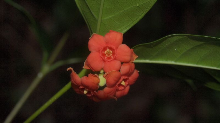 Loài thực vật Lòng mức Núi Chúa. (Ảnh: Do Vườn Quốc gia Núi Chúa cung cấp) Loài thực vật Lòng mức Núi Chúa. (Ảnh: Do Vườn Quốc gia Núi Chúa cung cấp)