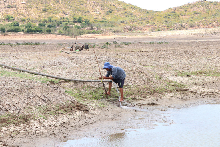 Nông dân Đỗ Hội ở thôn Mỹ Tường 1, xã Nhơn Hải, huyện Ninh Hải tìm đến hồ Ông Kinh để nạo vét 1 cái hố giữa đáy lòng hồ, tìm nguồn nước bơm về bể chứa gần đó để dẫn nước cứu hai sào trồng cây hành tím đang cận ngày thu hoạch.