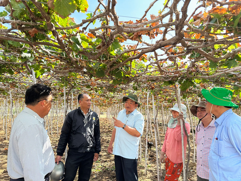 Phó Chủ tịch Ủy ban nhân dân tỉnh Ninh Thuận Trịnh Minh Hoàng khuyến cáo nông dân vừa thu hoạch nho đợt sau Tết Giáp Thìn dừng cắt cành thời điểm hạn, vì không đủ nước tưới sẽ ảnh hưởng đến năng suất, chất lượng quả nho mùa vụ tới.
