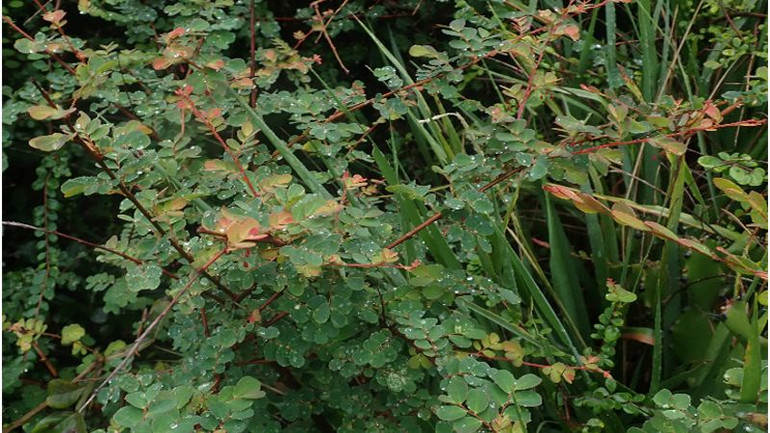 Loài thực vật Diệp hạ châu Núi Chúa. (Ảnh: Do Vườn Quốc gia Núi Chúa cung cấp) Loài thực vật Diệp hạ châu Núi Chúa. (Ảnh: Do Vườn Quốc gia Núi Chúa cung cấp)