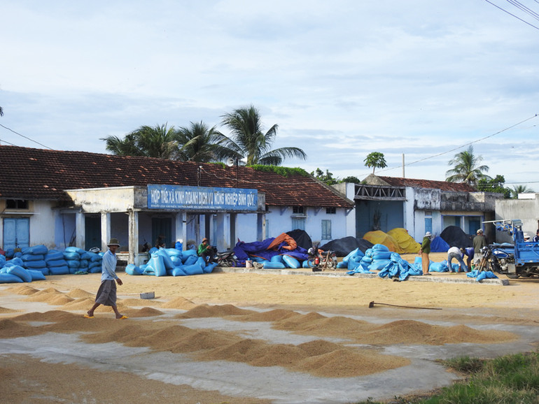 Nông dân huyện Ninh Phước (Ninh Thuận) phơi lúa sau khi thu hoạch vụ hè thu năm 2024. (Ảnh: NGUYỄN TRUNG)