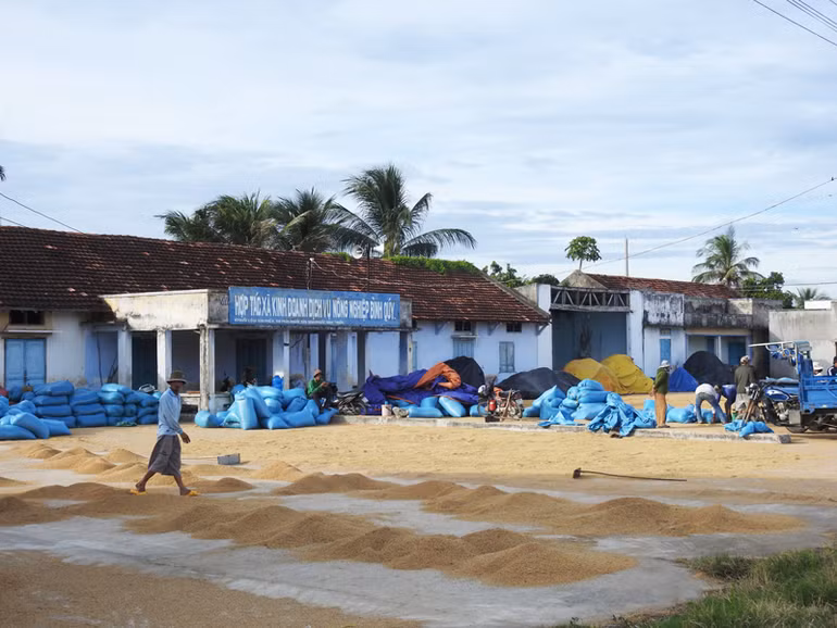 Nông dân huyện Ninh Phước (Ninh Thuận) phơi lúa sau khi thu hoạch vụ hè thu năm 2024. (Ảnh: NGUYỄN TRUNG)