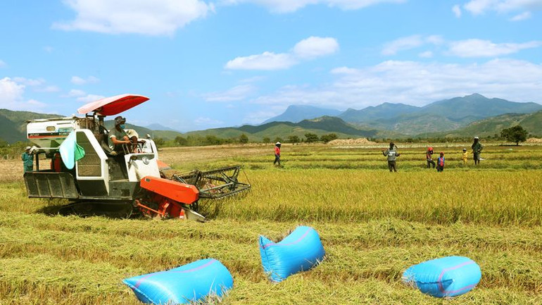 Nông dân tỉnh Ninh Thuận thu hoạch lúa vụ hè thu năm 2024 để chuẩn bị sản xuất vụ mùa đúng lịch thời vụ. (Ảnh: NGUYỄN TRUNG)