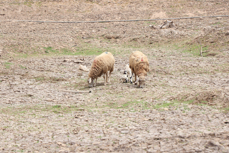 Nhiều hồ chứa nước khô cằn khiến cho đàn gia súc của nông dân tỉnh Ninh Thuận vất vả tìm nguồn thức ăn và nước uống.