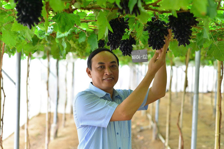Giống nho NH04-102 trong thời gian sản xuất thử nghiệm tại Viện Nghiên cứu Bông và Phát triển Nông nghiệp Nha Hố trước khi chuyển giao cho nông dân tỉnh Ninh Thuận sản xuất. (Ảnh: Viện Nghiên cứu Bông và Phát triển Nông nghiệp Nha Hố cung cấp)
