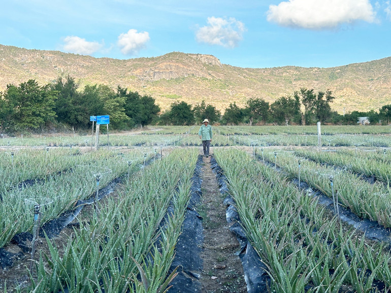Nông dân huyện Thuận Bắc, tỉnh Ninh Thuận áp dụng công nghệ tưới tiết kiệm khi chuyển đổi cơ cấu cây trồng cạn là cây nha đam có giá trị kinh tế cao nhưng cần ít nước tưới, cây sinh trưởng tốt trong mùa khô và cho năng suất cao.