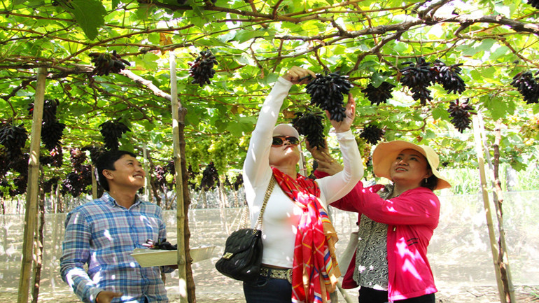 Cây nho đang được nhân rộng diện tích tại Ninh Thuận, bởi nho có giá trị kinh tế cao, đem lại thu nhập cao cho nông dân nơi đây. (Ảnh: NGUYỄN TRUNG)