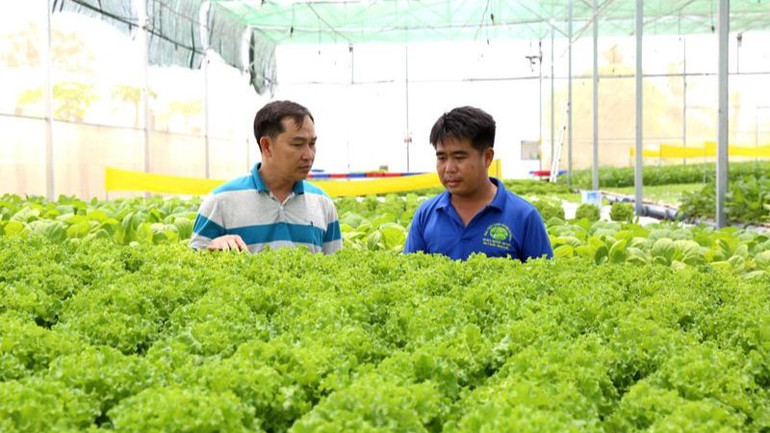 Tỉnh Ninh Thuận luôn khuyến khích nông dân trồng các loại cây màu ngắn ngày đem lại giá trị kinh tế cao. (Ảnh: NGUYỄN TRUNG)