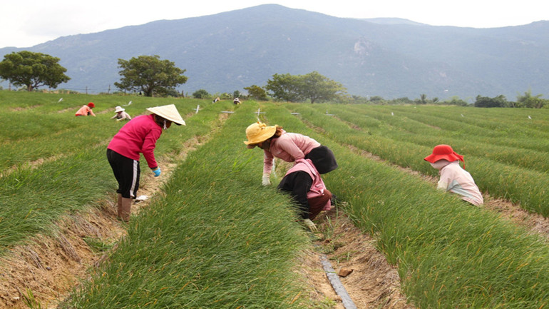 Nông dân tỉnh Ninh Thuận chăm sóc những vườn rau chuẩn bị thu hoạch để bán Tết Giáp Thìn 2024