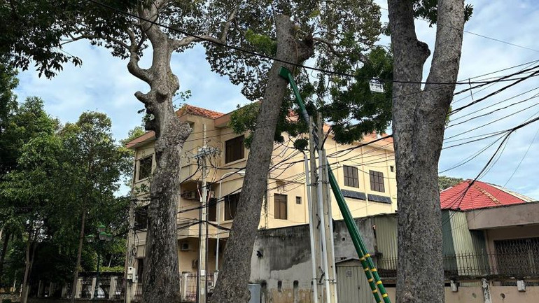 Những cây lớn được gia cố để tránh đổ gây mất an toàn cho nhân dân. Những cây lớn được gia cố để tránh đổ gây mất an toàn cho nhân dân.