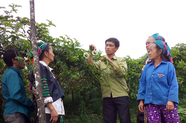 Đảng viên Chi bộ thôn Huổi Cọ, xã Nhôn Mai, huyện Tương Dương (Nghệ An) hướng dẫn người dân trồng chanh leo.