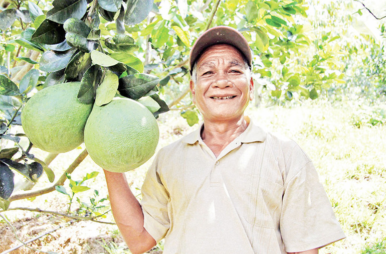 Bưởi Phước Bình, tỉnh Ninh Thuận đã được cấp mã số xuất khẩu sang Mỹ.