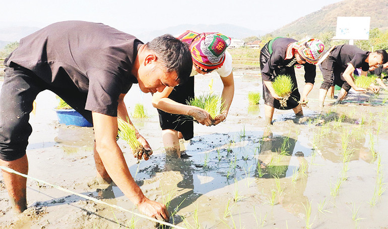 Thi cấy lúa. Thi cấy lúa.