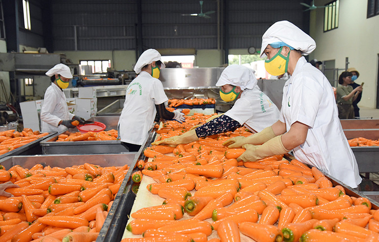 Chế biến cà-rốt xuất khẩu tại Công ty cổ phần AMEII Việt Nam (tỉnh Hải Dương). (Ảnh ĐỨC ANH) Chế biến cà-rốt xuất khẩu tại Công ty cổ phần AMEII Việt Nam (tỉnh Hải Dương). (Ảnh ĐỨC ANH)