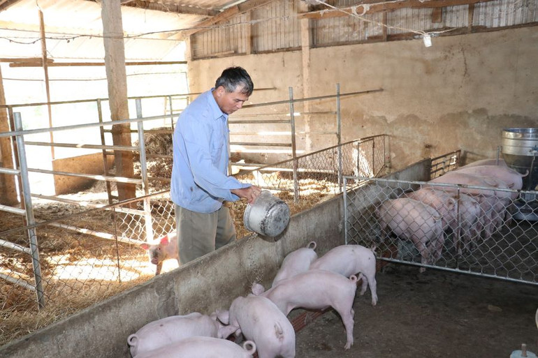 Ông Đặng Hữu Học (sinh năm 1963), ở thôn Kỷ Các, xã Tân Lâm Hương, huyện Thạch Hà (tỉnh Hà Tĩnh), vay vốn Ngân hàng Chính sách xã hội để phát triển mô hình kinh tế VAC.