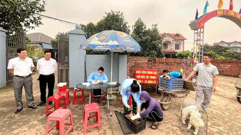 Tiêm vắc-xin phòng dại cho đàn chó, mèo trên địa bàn huyện Sóc Sơn (Thành phố Hà Nội).