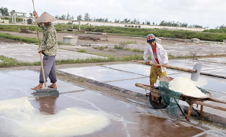 Diêm dân xã Hải Đông, huyện Hải Hậu, tỉnh Nam Định thu hoạch muối.