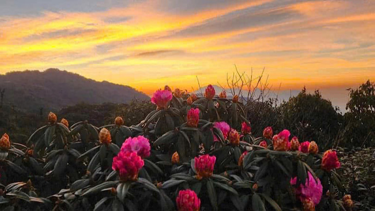 Những cánh rừng nguyên sinh với hoa đỗ quyên nở rộ trên triền núi vào tháng 4. Những cánh rừng nguyên sinh với hoa đỗ quyên nở rộ trên triền núi vào tháng 4.