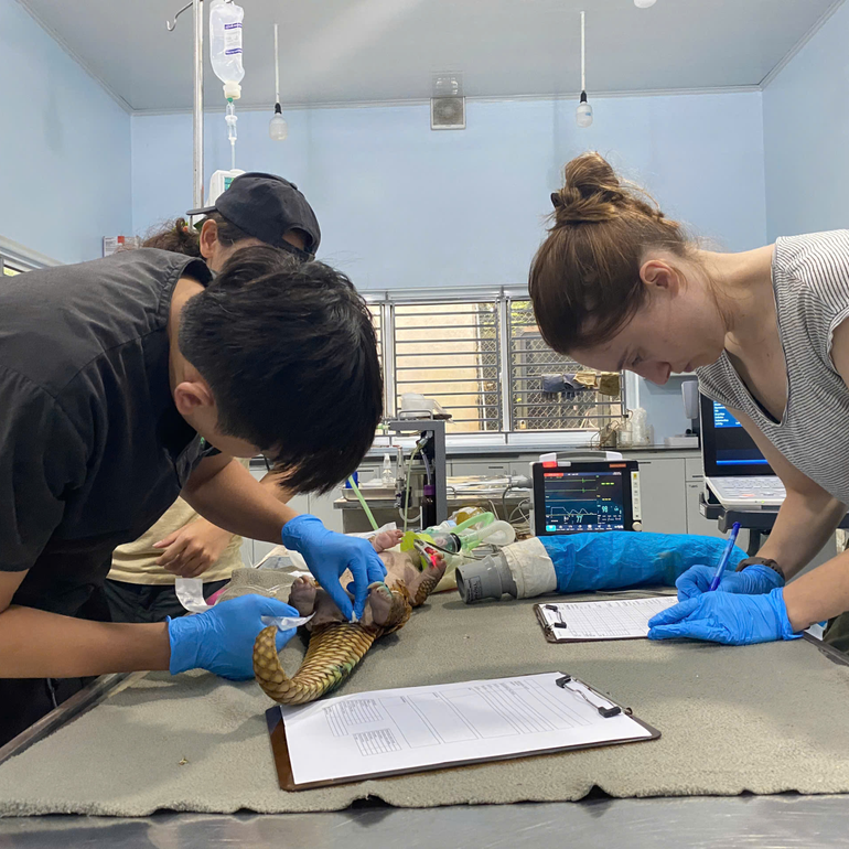 Kiểm tra tình trạng sức khỏe các cá thể tê tê. Kiểm tra tình trạng sức khỏe các cá thể tê tê.