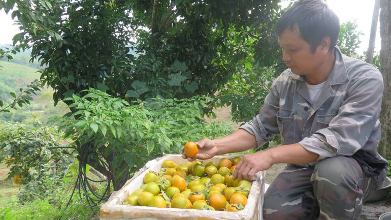 Anh Lăng Văn Thiện, ở thôn Pò Pheo, Hoàng Việt, Văn Lãng (Lạng Sơn), tuyển chọn quả hồng đem giao cho khách hàng.