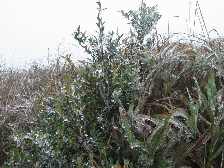 Sáng 16/1, nhiệt độ khu du lịch Mẫu Sơn, Lộc Bình, (Lạng Sơn), nhiệt độ giảm xuống 0 độ C, băng giá đã xuất hiện trên các ngọn cỏ, cành cây.