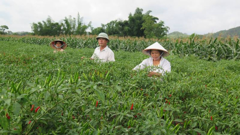 Bà con nông dân ở các xã trong huyện Chi Lăng khẩn trương thu hoạch ớt. Bà con nông dân ở các xã trong huyện Chi Lăng khẩn trương thu hoạch ớt.