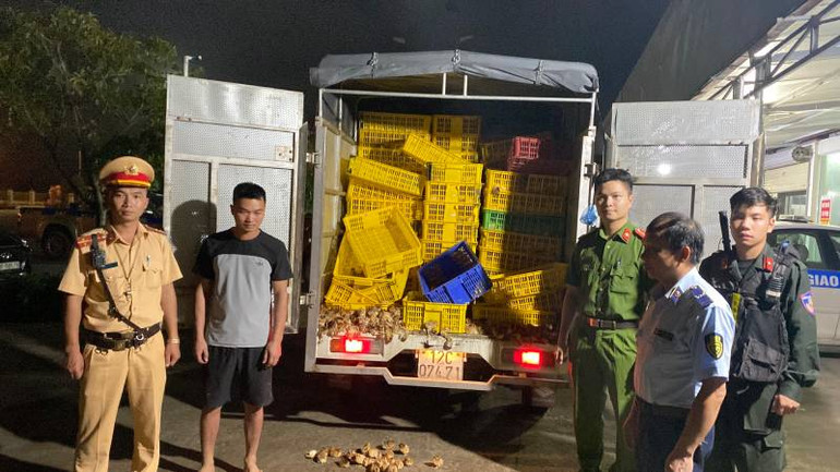 Phòng Cảnh sát giao thông Công an tỉnh Lạng Sơn phối hợp công an huyện Chi Lăng và Đội quản lý thị trường số 4, phát hiện bắt giữ 19.800 gà con giống nhập lậu.