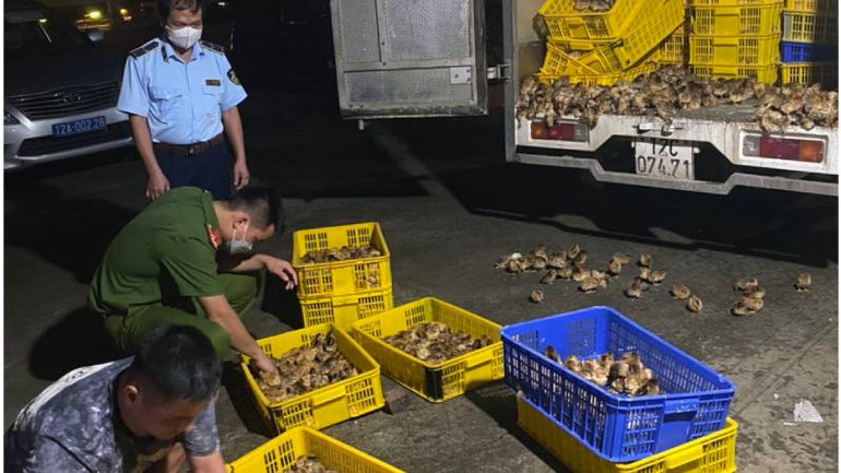 Đội quản lý thị trường số 3 Lộc Bình, phối hợp với lực lượng công an tỉnh, phát hiện bắt giữ hàng nghìn con gà giống nhập lậu.