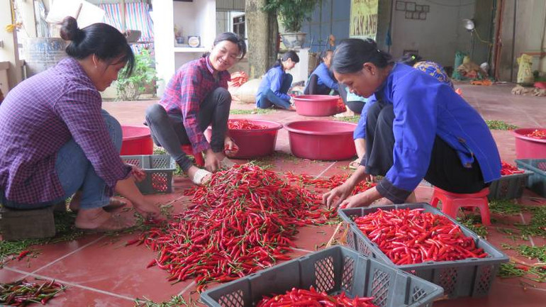 Các điểm thu mua ớt, thị trấn Đồng Mỏ, Chi Lăng, (Lạng Sơn) tuyển chọn ớt để xuất khẩu. Các điểm thu mua ớt, thị trấn Đồng Mỏ, Chi Lăng, (Lạng Sơn) tuyển chọn ớt để xuất khẩu.