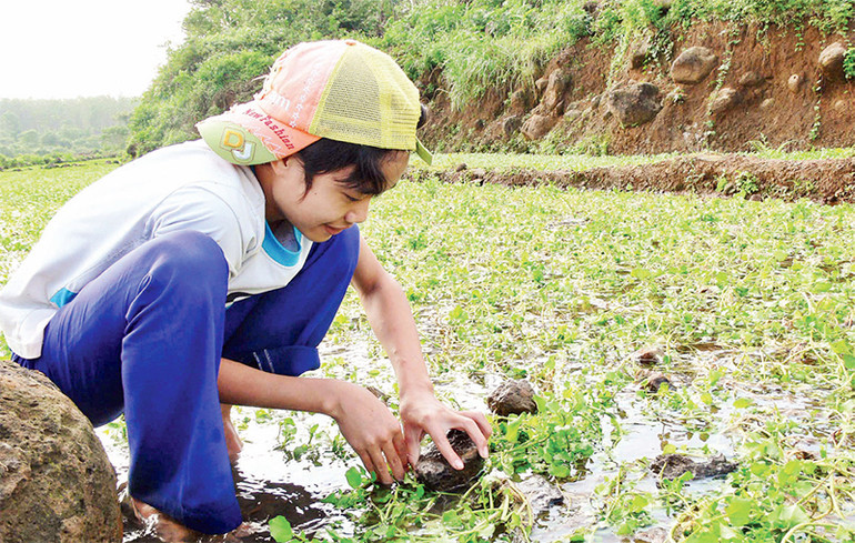 Không cần phải trồng theo kiểu công nghệ cao, hữu cơ, rau liệt ở đây là giống rau của tự nhiên, nhờ thiên nhiên ưu ái mà có.