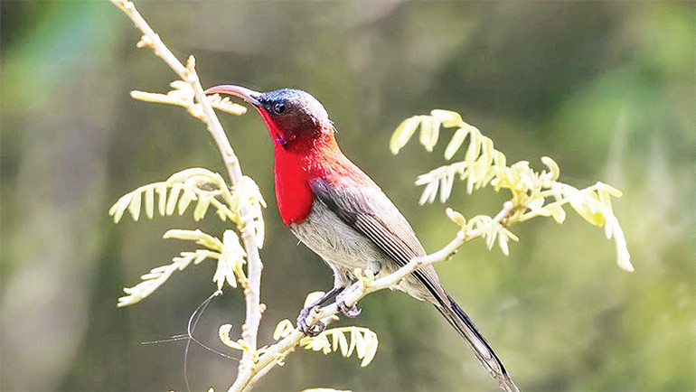 Chim hút mật đỏ tuyệt đẹp ở vùng rừng núi Kon Hà Nừng. Chim hút mật đỏ tuyệt đẹp ở vùng rừng núi Kon Hà Nừng.