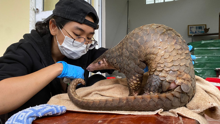 Chăm sóc động vật hoang dã.