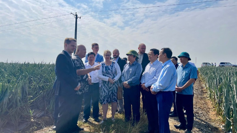 Đoàn đại biểu cấp cao Đảng Cánh tả Đức tham quan cánh đồng dứa của Công ty cổ phần thực phẩm xuất khẩu Đồng Giao, thành phố Tam Điệp.