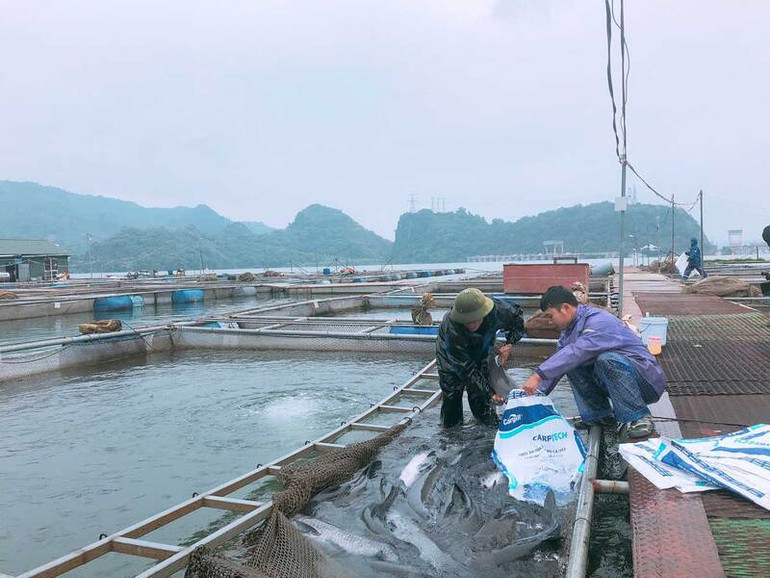 Bảo đảm chất lượng sản phẩm trong nuôi cá lồng.