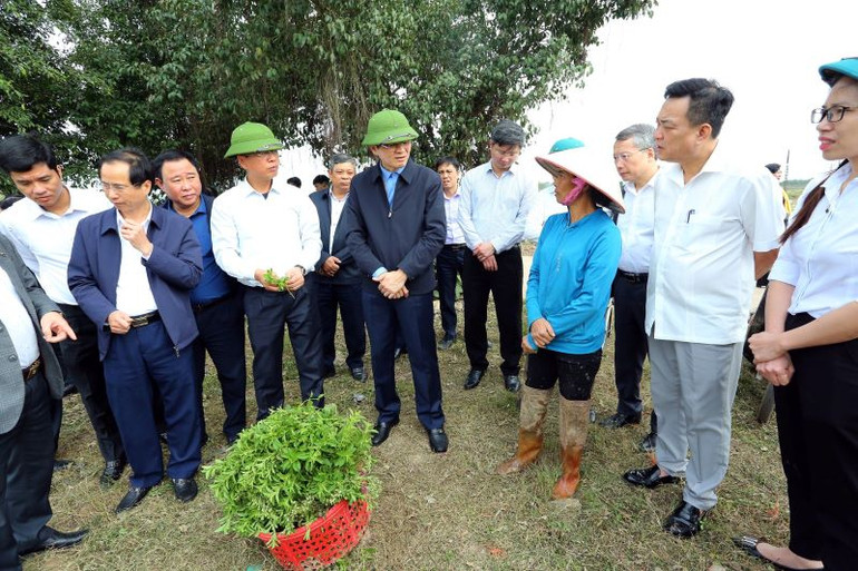 Đoàn công tác thăm vùng chuyển đổi diện tích lúa kém hiệu quả sang cây cỏ ngọt của gia đình bà Nguyễn Thị Tương, xã Trường Yên, huyện Hoa Lư. (Ảnh: ANH TUẤN)
