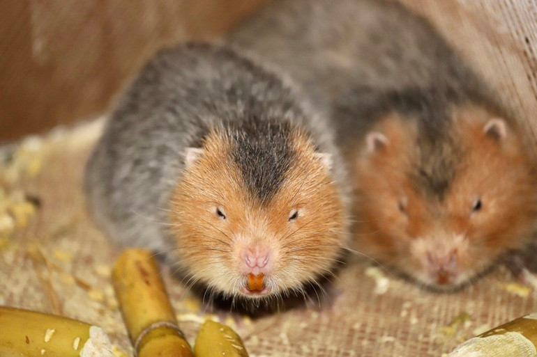 Cầy hương được gây nuôi tại một hộ gia đình xã Minh Hồng, huyện Phú Xuyên (Hà Nội).