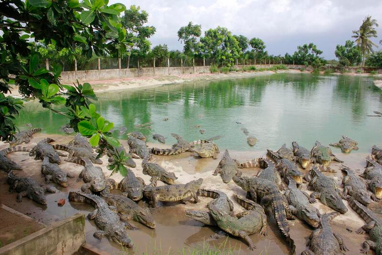 Cá sấu gây nuôi của một hộ dân tại huyện Long Mỹ (Hậu Giang).